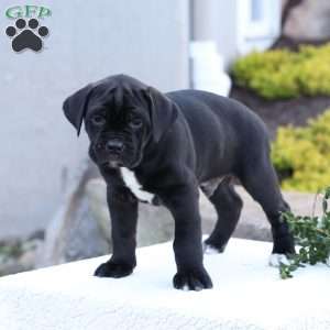 Dean, Cane Corso Puppy